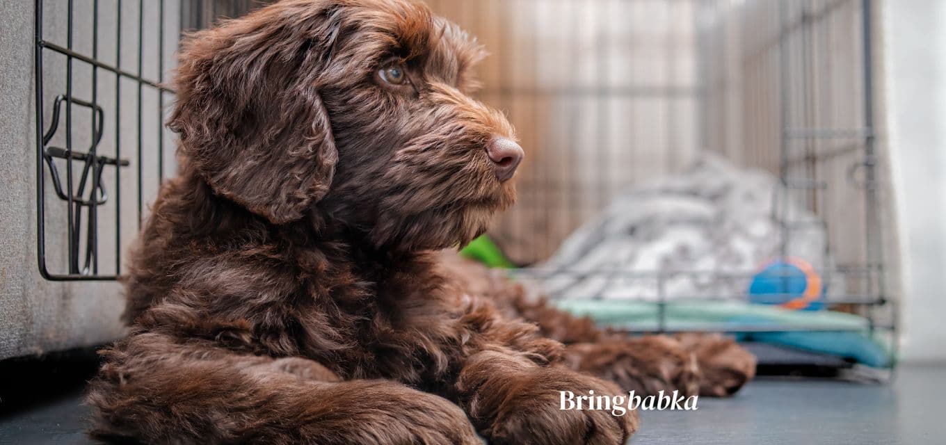 Pet crate at Mickleham quarantine facility