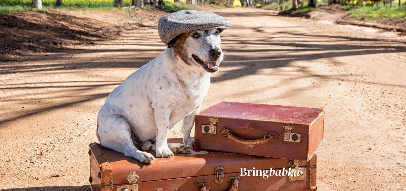 Checklist with red warning markers next to pet travel documents