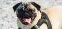French Bulldog sitting next to an IATA-compliant travel crate