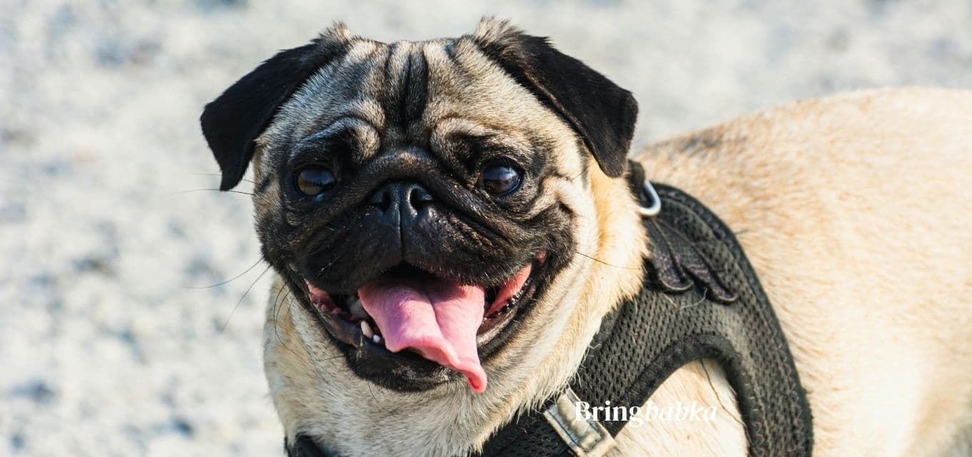 French Bulldog sitting next to an IATA-compliant travel crate