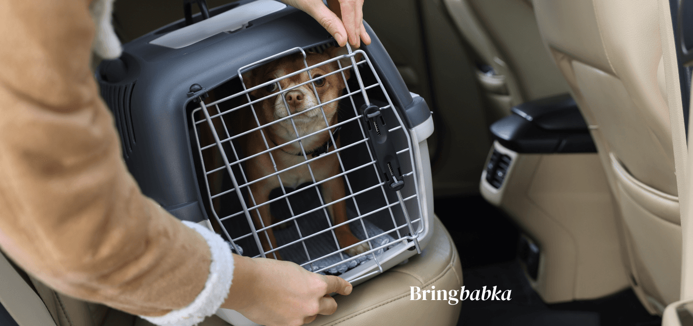 A dog in an IATA-approved travel crate at an airport cargo facility ready for international travel