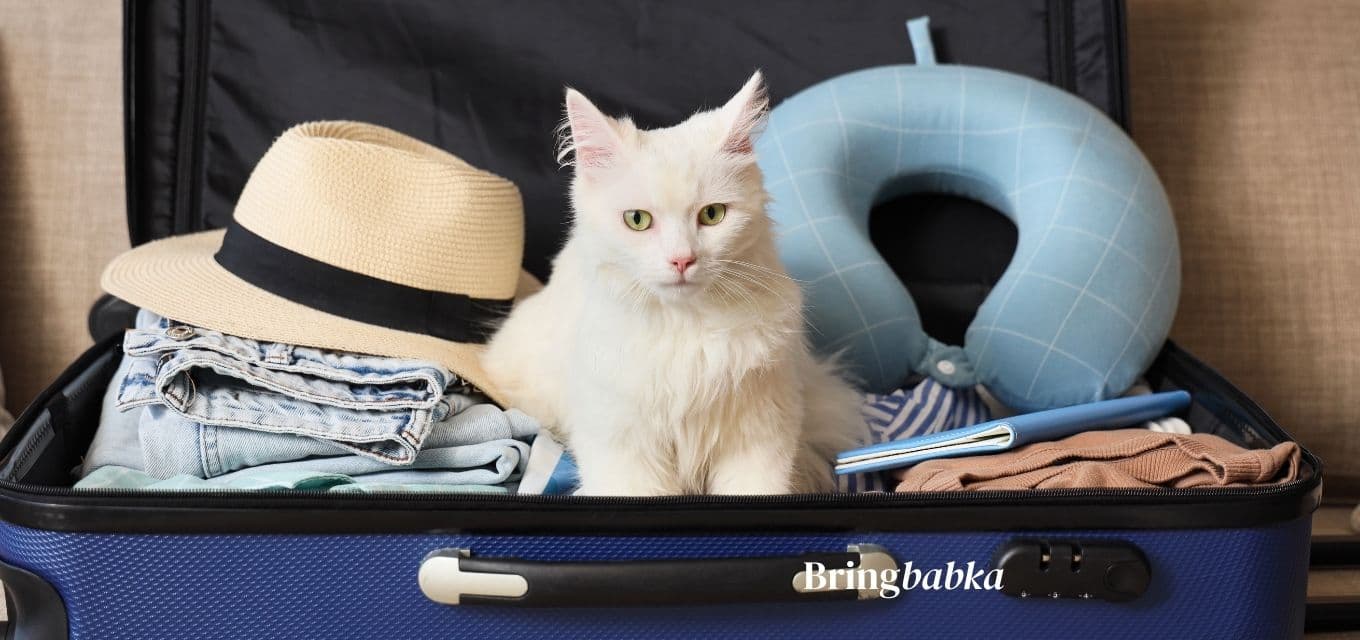 Calculator and pet travel documents on a desk
