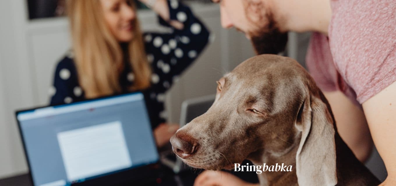 A person at a laptop looking thoughtful, a dog visible nearby in a home setting