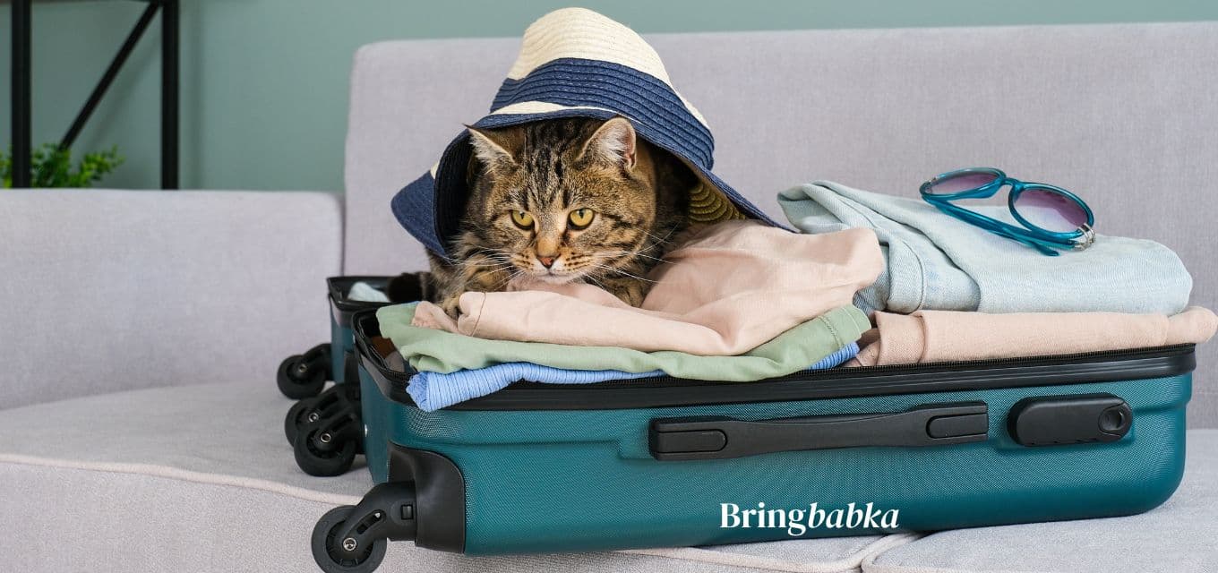 A cat sitting calmly in a carrier at an airport departure area, natural light