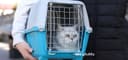 A calm domestic cat in an open IATA-approved travel crate, airport cargo environment background