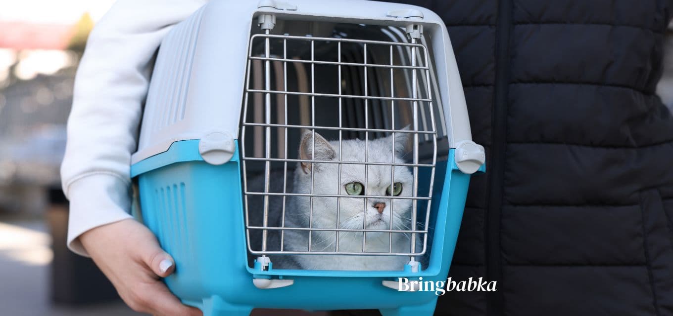 A calm domestic cat in an open IATA-approved travel crate, airport cargo environment background