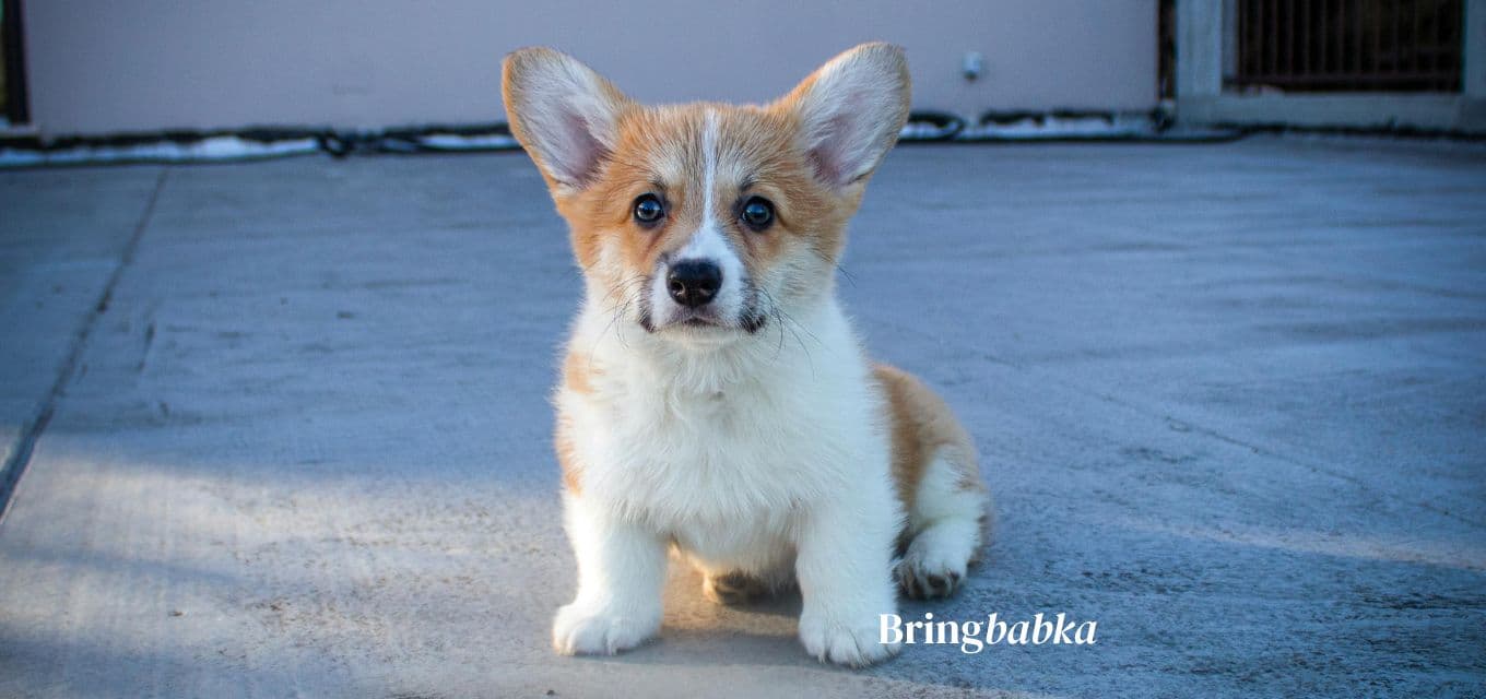A young puppy approximately 10-14 weeks old, healthy and alert, in a clean domestic setting