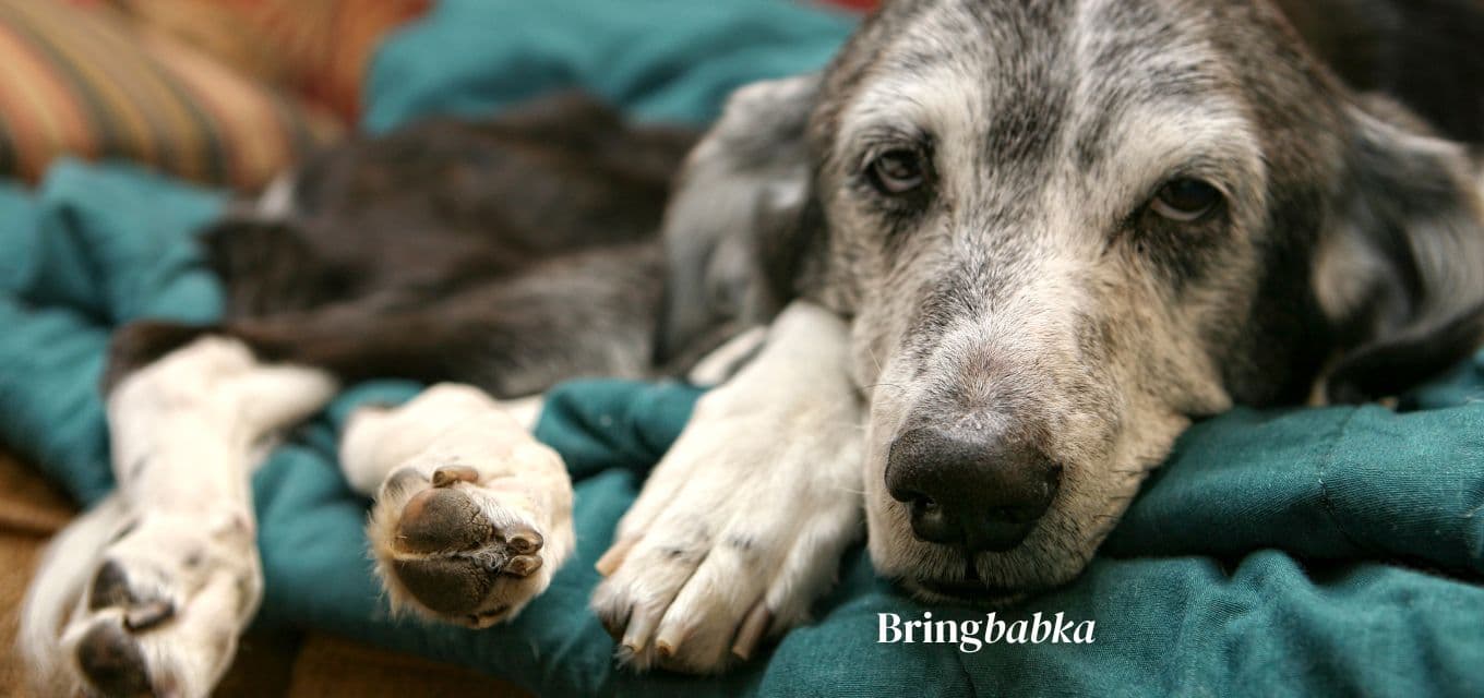 A medium or large dog with visible grey around the muzzle, calm expression, in a warm domestic setting