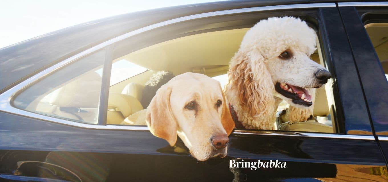 Two dogs of different sizes sitting together, relaxed, looking toward camera