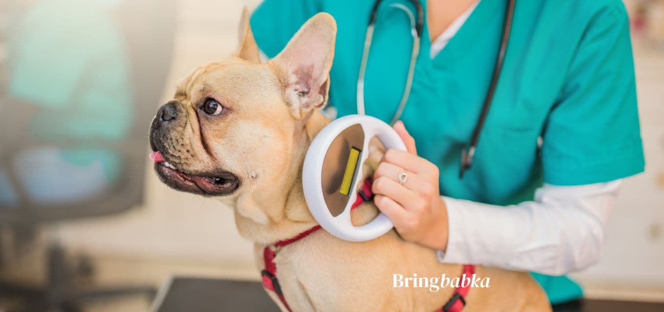 A veterinarian holding a handheld microchip scanner against a dog's neck in a clinical setting