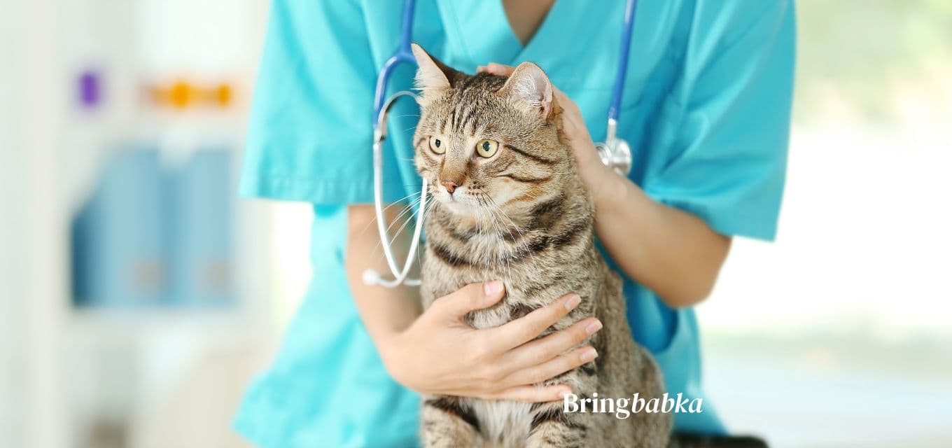 Veterinarian preparing a rabies vaccination for a dog