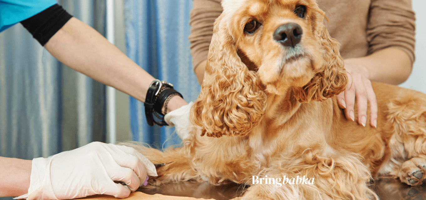 Veterinarian drawing a blood sample from a dog for the RNATT rabies antibody test required for Australian import