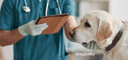 Veterinarian explaining RNATT blood test results to a concerned pet owner
