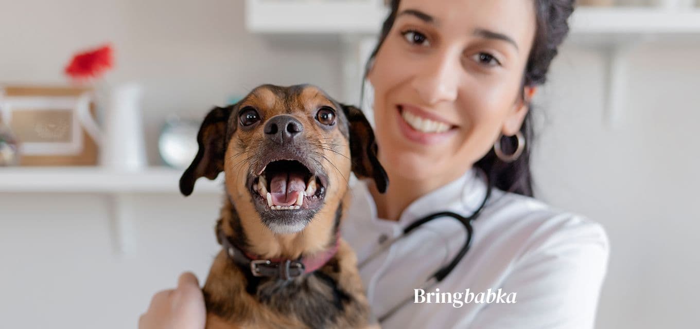 Veterinary blood test paperwork on a desk