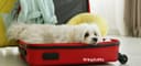 Pet travel crate packed and ready for a flight
